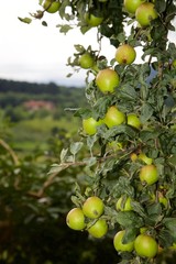 Green Apples on Tree