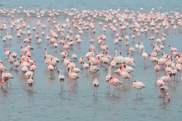 Fototapeta premium Flamingos (Phoenicopteridae) in der Lagune von Walvisbay