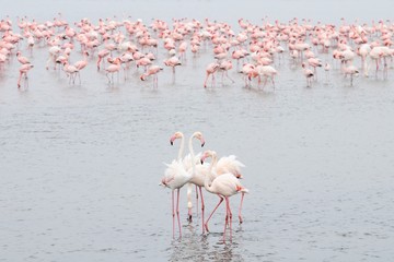 Naklejka premium Flamingos (Phoenicopteridae) in der Lagune von Walvisbay