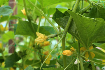 Cornichons