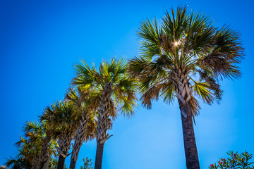 Palm trees at Tybee Island, Georgia.