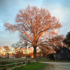 Golden Farm Tree at Sunset