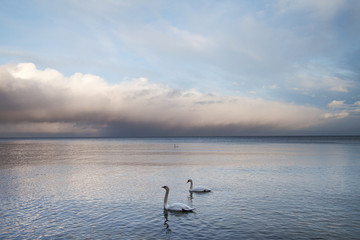 Sea and swans..