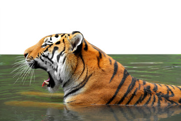 Fototapeta na wymiar Siberian Tiger in water