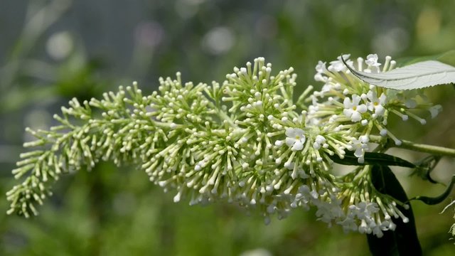Sommerflieder