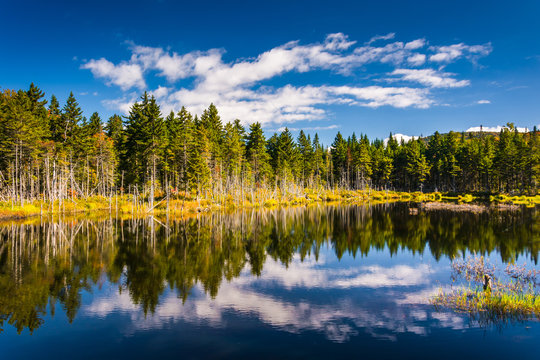 Reflections at a pond in White Mountain National Forest, New Ham