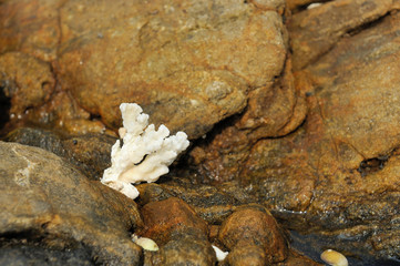 White coral on the stone