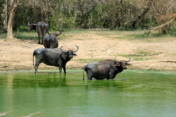 Obraz premium Water buffalo are bathing in a lake