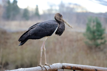 Black Stork