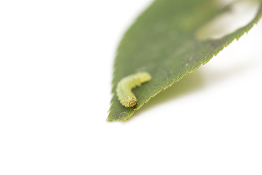 green caterpillar on a leaf