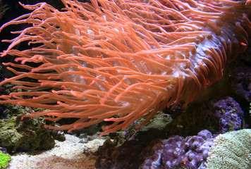 Naklejka na ściany i meble Colorful anemones