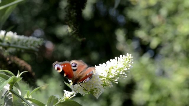 Schmetterling auf Sommerflieder