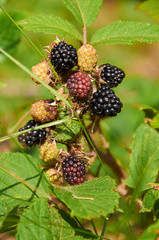 agrestic blackberries