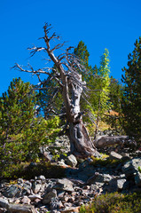 Fototapeta premium Vieil arbre mort