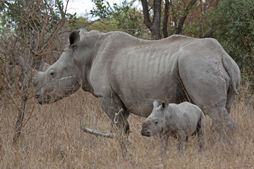 Obraz premium Rhino and calf