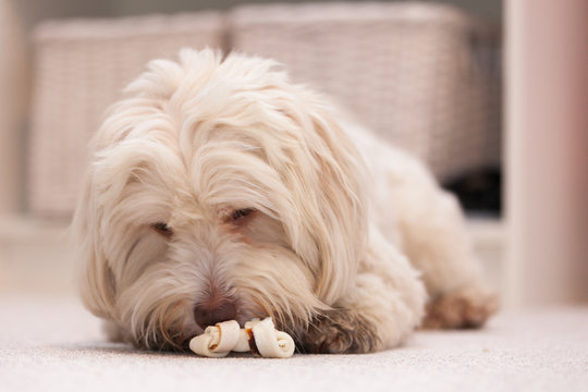 Havanese dog with a bone