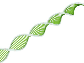 3D DNA