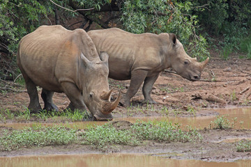 Obraz premium Rhino