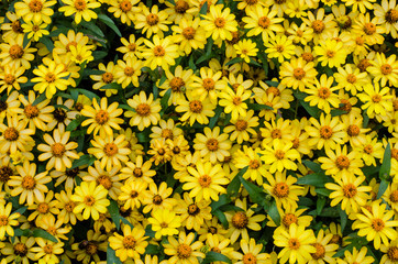 Fototapeta premium Yellow flowers