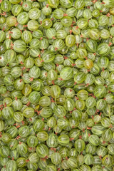 gooseberry