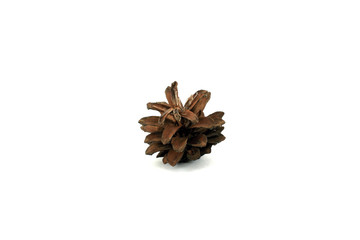 Pine cone. Isolated object on white background.