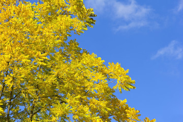 Staghorn Sumac, Rhus typhina