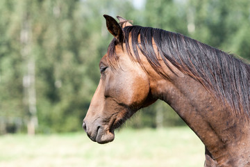 wild horses in the field