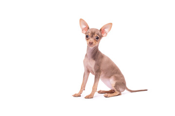 Puppy dog Toy Terrier isolated on white background studio