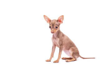 Puppy dog Toy Terrier isolated on white background studio