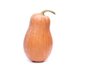 pumpkin squash isolated on a white background