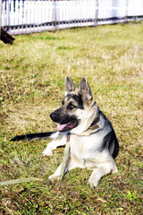 young shepherd on the grass