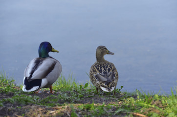Two ducks