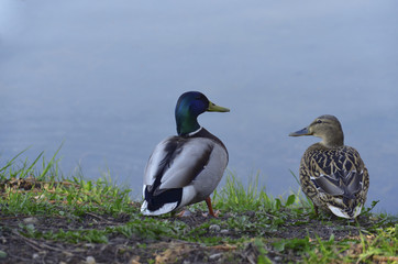 Two ducks