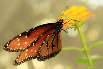 Brown Butterfly