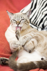 Obraz na płótnie Canvas little cat posing