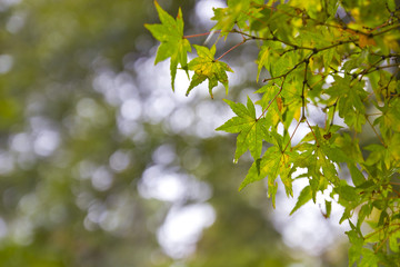 Green wet leaves