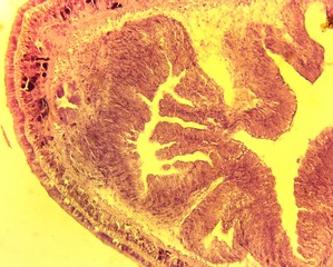 Nemertine worm (Lineus gesserensis) transverse slit slide plate