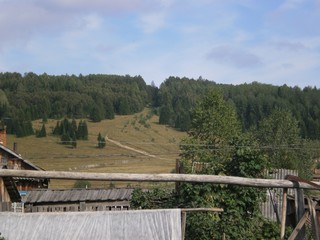 Forest landscape