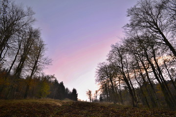 Obraz premium Tree avenue in forest