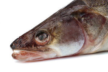 Fresh fish isolated on white