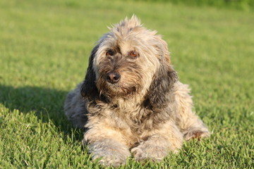 Cane peloso con lingua di fuori