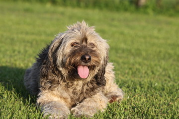 Cane peloso con lingua di fuori