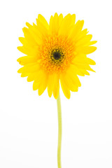Yellow gerbera flower