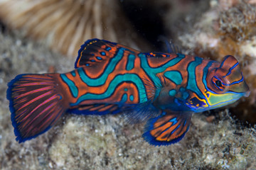 Mandarinfish Colors