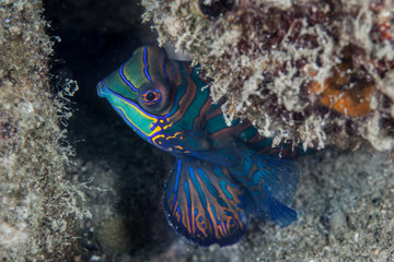 Mandarinfish