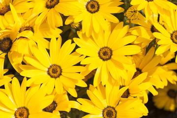 ガーベラ　東京