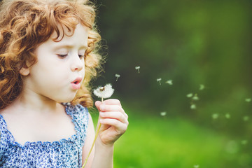 little curly girl blowing dandelion