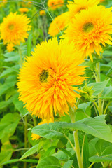 “Tohoku Yae”, Sunflower in Summer