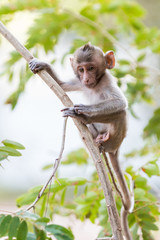 Little Monkey (Crab-eating macaque) on tree in Thailand
