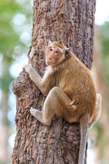 Monkey (Crab-eating macaque) on tree in Thailand